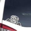 Peeking Shar Pei Car Decal Sticker, Realistic Sharpei Vinyl Car