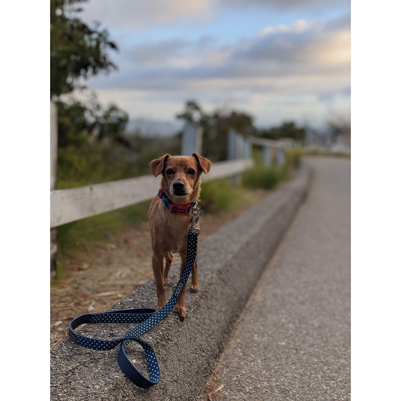 Odie Neoprene Leash