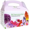 Gift propagation set: Blossom Magic 5 Continents Box - for