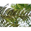 Dicksonia antartica | Soft Tree Fern | 250 Spores