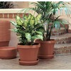Bloem Terra Plant Saucer Tray for Planters 9-12" Chocolate Brown