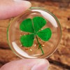 ANH3KT - 2 Pack Real Four Leaf Clover Good Luck