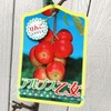 Apple Seedling, Alpine Maiden, 4.7 inches (12 cm) Pot Seedling,