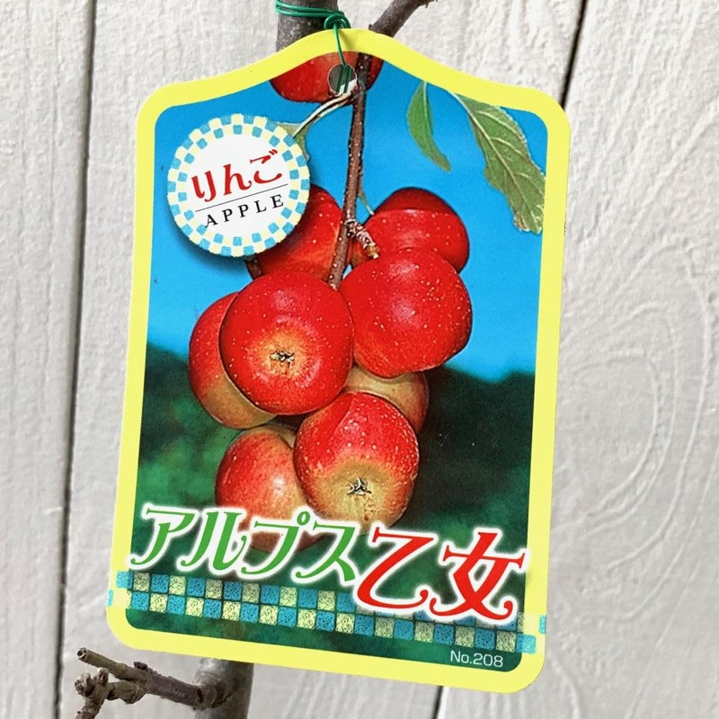 Apple Seedling, Alpine Maiden, 4.7 inches (12 cm) Pot Seedling,