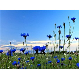 Blue Cornflower 300 Seeds for Planting Bachelor’s Buttons Boutonniere Flower Non-GMO
