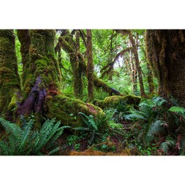 Jungle Forest Aquarium Background Rainforest Lush Green Moss Terrarium Background Deep Fantasy Old Trees Green Ferns Fish Tank Background Tropical Jungle Trees Reptile Habitat Background 24x16in