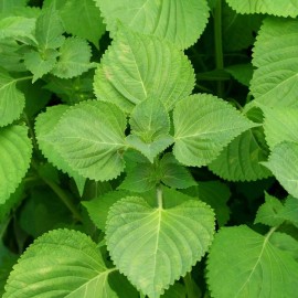 Southeast Seeds Green Shiso Seeds, Perilla, Beefsteak Plant, Korean Basil, NON-GMO, FREE SHIP - 3500 Seeds or 1/4 OZ