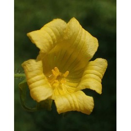 Wilde Aardappel Tubers- Wild Edible Vine - Delicious Roots, Shoots, Fruit - AKA Manchu Tubergourd, Red Hailstone, Golden Creeper, Thladiantha Dubia (3 Tubers)