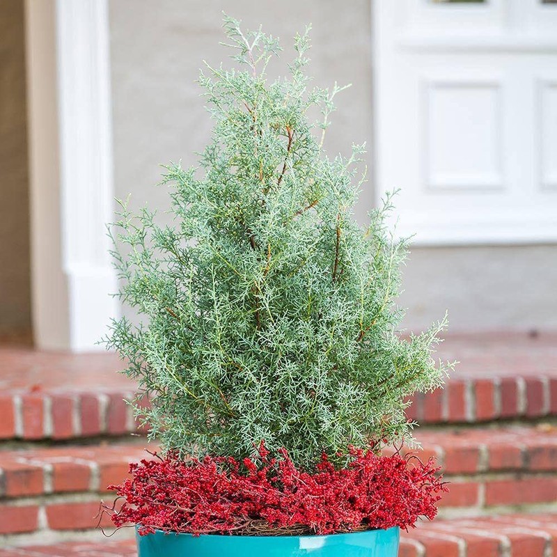 Carolina Sapphire Cypress Tree | 2 Large Gallon Size Plants