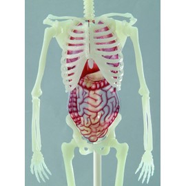 Gakken J750737 Human Skeleton Museum (Age:6 years and up)