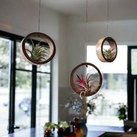 It Blooms 3 Piece Bamboo Air Plant Rings - Hang or Wall Mount. All Natural Unique Air Plant Holder - Small to Xtra Lrg Plants. (3pc Natural)