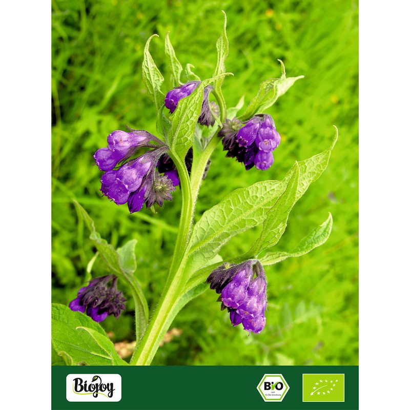 Biojoy Organic Comfrey Root (500g), Dried and Cut, Comfrey Tea