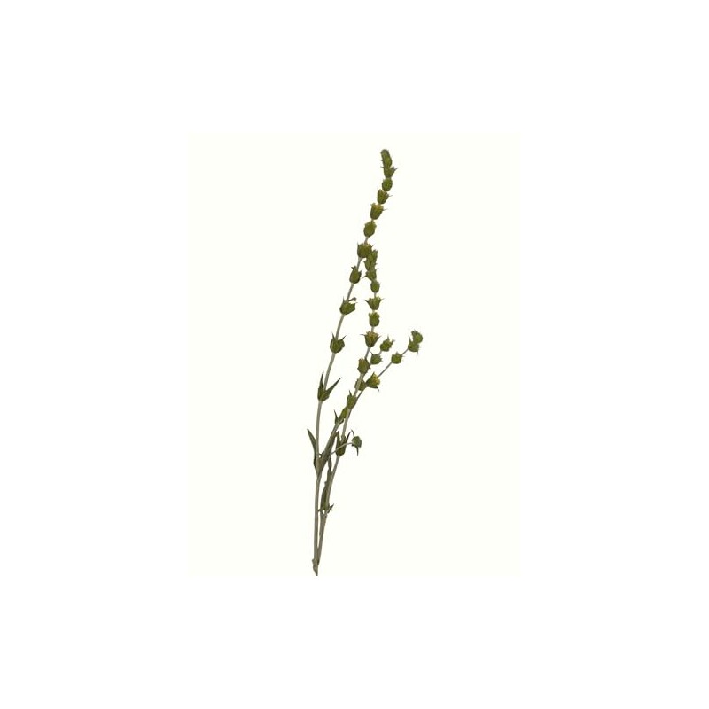 Greek Mountain Tea Mountain Tea Whole Herbal Tea Sideritis Raeseri