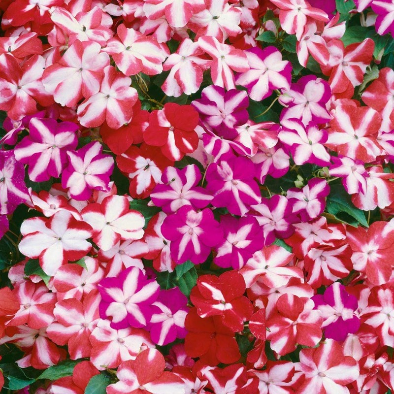 Outsidepride Impatiens Star Mix - 200 Seeds