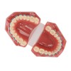 Dental Orthodontic Model 28pcs Teeth Resin Dental Teaching Teeth Model