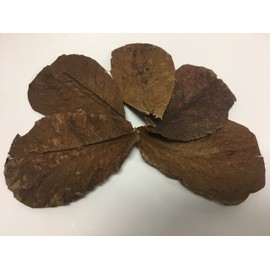 Awesome Aquatics Betta/Shrimp Leaves 5 Premium Catappa Indian Almond Leaves Natural Habitat Tannin Producing Improves Immunity, Easy to USE