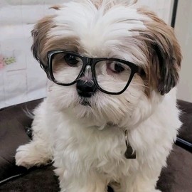 G015 Dog Small Breed up to 15lbs Pet Cat Costume Clear Lens Tiny 80s Retro Glasses (Black-Clear Lens)