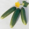 Muncher Cucumber Garden Seeds - 4 Oz - Non-GMO, Heirloom,