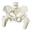 NEW HORIZON Female Pelvis Skeleton On Elastic with Movable Femur