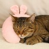 Haourlife Pet Neck Pillow for Cats and Small Dogs –