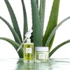 Mizon 김정문알로에 큐어 피토그린 앰플 2개 Kim Jeong Moon Aloe
