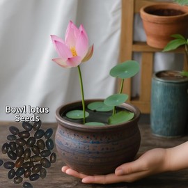 30/60 pcs Mixed Bowl Lotus Flower Seeds for Planting Aquatic Plants for Ponds Indoor Bonsai Outdoor Water Gardens Patio Decor Contains Exotic Pink Seeds in Summer:_60pcs