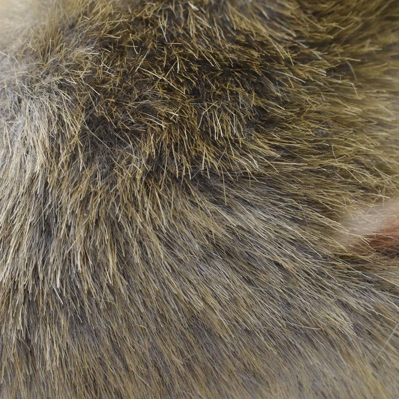 BH7362 HANSA クアッカワラビー ２２