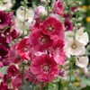 Eden Brothers Hollyhock Seeds - Indian Spring Mix