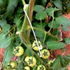 Tomato Support,tomato hook,100Pcs Tomato Support Hooks Tomato Holder Hook Vegetable