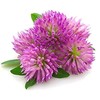 Red Clover Herb - Dried Trifolium pratense Leaf & Flower