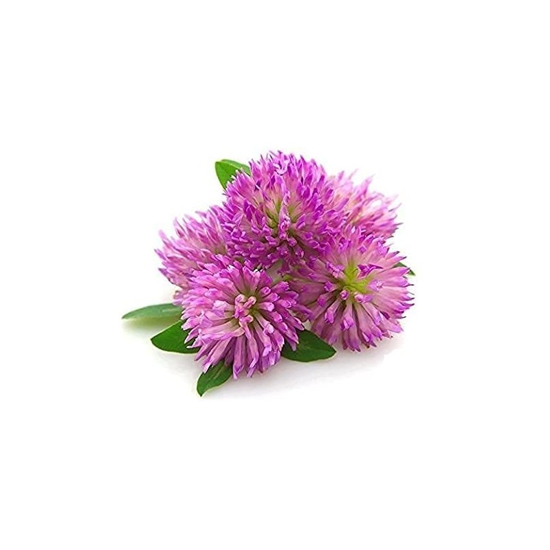 Red Clover Herb - Dried Trifolium pratense Leaf & Flower