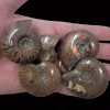 LapidaryCentral Flashy Red Polished Iridescent Ammonite with Flowering! 1.5-2 Inches!