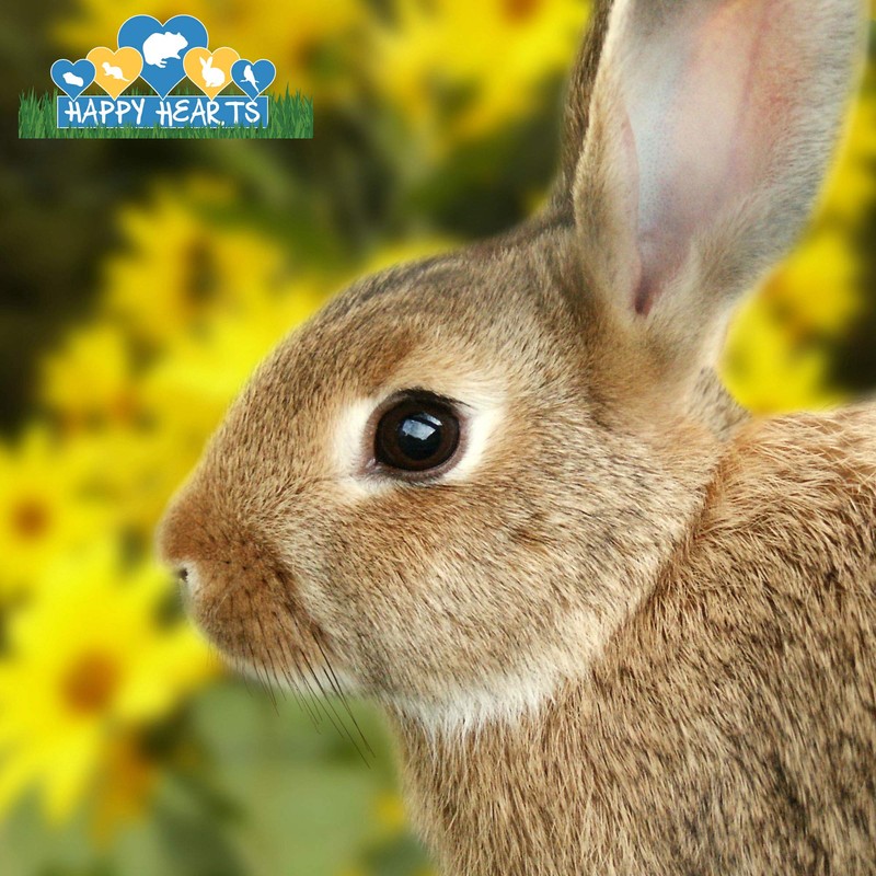 CountryMax Happy Hearts Total Blend Rabbit Food Pellets (5 Pounds)