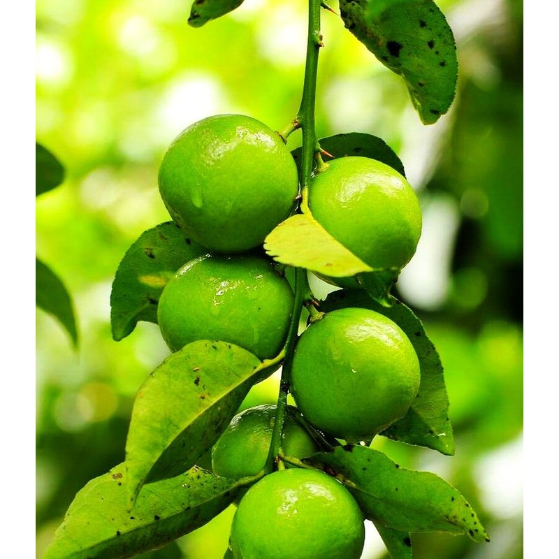 Dwarf Lime Tree Seeds for Planting - 30 Pcs Seeds