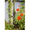 Achla Designs Downspout Wrought Iron Garden Trellis