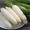 50 Silver Queen Sweet Corn Seeds for Planting Heirloom Non