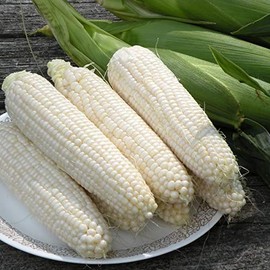 50 Silver Queen Sweet Corn Seeds for Planting Heirloom Non GMO 1/2 oz Garden Vegetable Bulk Survival