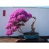 Purple Bougainvillea Live Plant- In 4" Pot