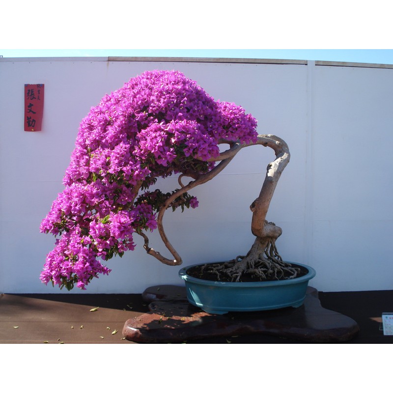 Purple Bougainvillea Live Plant- In 4" Pot