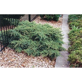 Juniper Nicks Compacta - 3 Live Plants - Juniperus Chinensis - Drought Tolerant Cold Hardy Evergreen Ground Cover