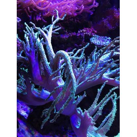 Seachem Reef Fusion 2 500ml