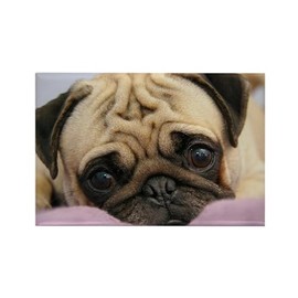 CafePress Pug Puppy Rectangle Magnet, 3"x2" Refrigerator Magnet