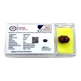 Certified 12 Mukhi Rudraksha Bead, Twelve Face Real Rudraksh, Himalayan Origin, Nepal Collections - Lab Certified w/X-Ray