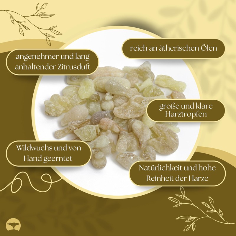 Superior Hojari Frankincense White from Oman - Boswellia Sacra -
