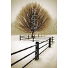 Solitude - Poster by David Lorenz Winston (11 x 14)