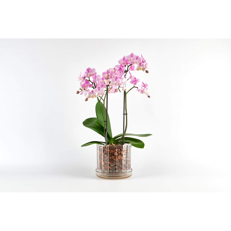 Orchitop Scoop M-Set Orchid Pot with Saucer for All Orchids