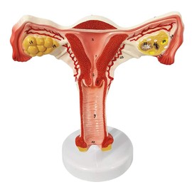 The human body of the uterus and ovary model, female genital organs, female genital organs, uterine display, ovary, vagina, uterine medicine education, dissection simulation of gynecological doctor