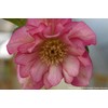 Perennial Farm Marketplace Helleborus x W.J. 'Cotton Candy' (Lenten Rose)