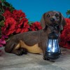 ATCS Realistic Dachshund Dog Puppy Garden Sculpture Holding Solar LED