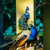 MAYJOYDIY 15 Elegant Peacock Stencils Feather Dream Catcher Painting Stencil